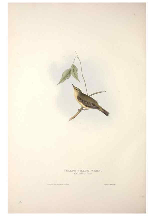 Reproducción/Reproduction 39812237273: The birds of Europe.. London,Printed by R. and J.E. Taylor, pub. by the author,1837.. 