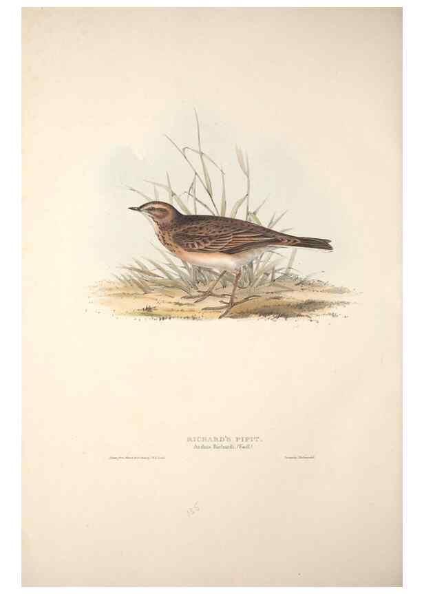 Reproducción/Reproduction 39812239193: The birds of Europe.. London,Printed by R. and J.E. Taylor, pub. by the author,1837.. 