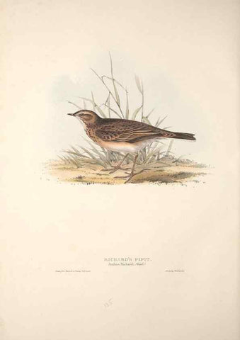 Reproducción/Reproduction 39812239193: The birds of Europe.. London,Printed by R. and J.E. Taylor, pub. by the author,1837.. 