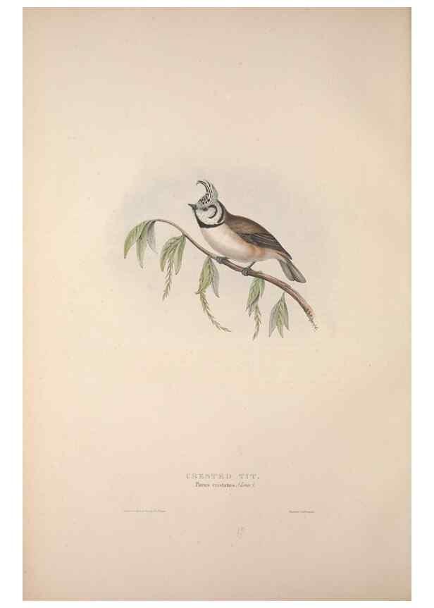 Reproducción/Reproduction 31836016297: The birds of Europe.. London,Printed by R. and J.E. Taylor, pub. by the author,1837.. 