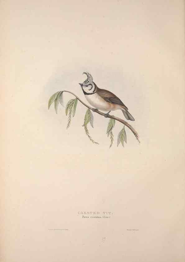 Reproducción/Reproduction 31836016297: The birds of Europe.. London,Printed by R. and J.E. Taylor, pub. by the author,1837.. 