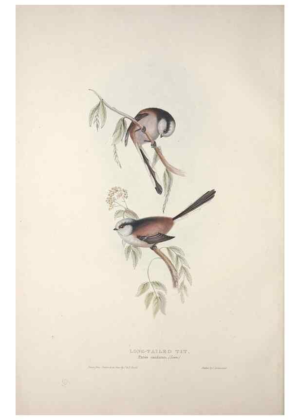 Reproducción/Reproduction 45862687735: The birds of Europe.. London,Printed by R. and J.E. Taylor, pub. by the author,1837.. 
