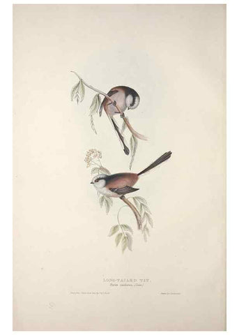 Reproducción/Reproduction 45862687735: The birds of Europe.. London,Printed by R. and J.E. Taylor, pub. by the author,1837.. 