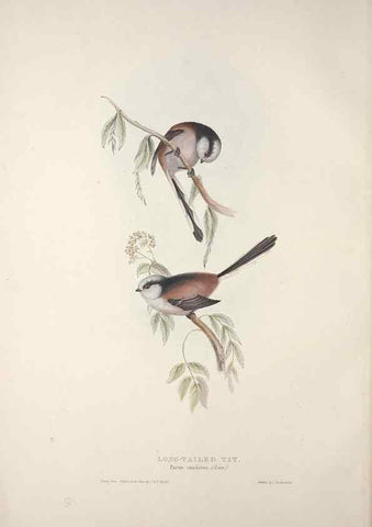 Reproducción/Reproduction 45862687735: The birds of Europe.. London,Printed by R. and J.E. Taylor, pub. by the author,1837.. 
