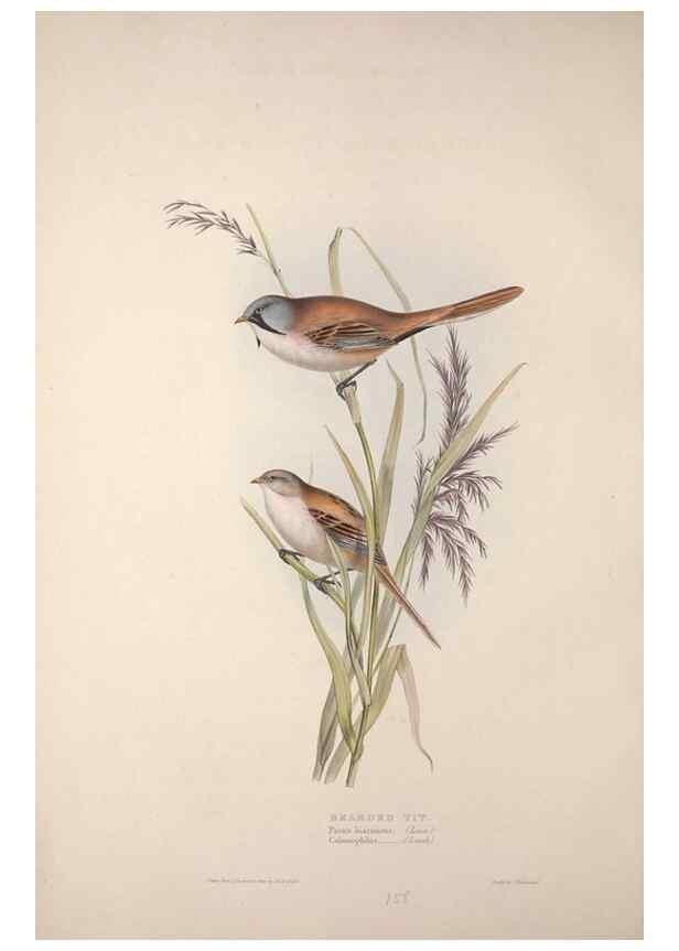 Reproducción/Reproduction 46052620684: The birds of Europe.. London,Printed by R. and J.E. Taylor, pub. by the author,1837.. 