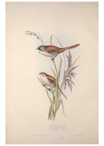 Reproducción/Reproduction 46052620684: The birds of Europe.. London,Printed by R. and J.E. Taylor, pub. by the author,1837.. 