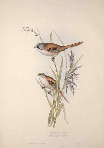 Reproducción/Reproduction 46052620684: The birds of Europe.. London,Printed by R. and J.E. Taylor, pub. by the author,1837.. 