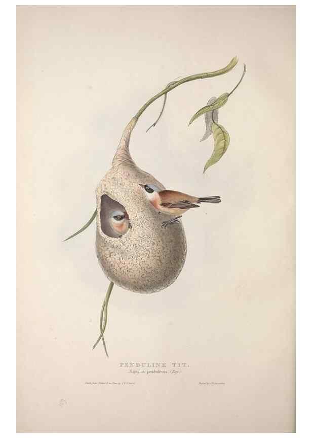 Reproducción/Reproduction 32902060658: The birds of Europe.. London,Printed by R. and J.E. Taylor, pub. by the author,1837.. 