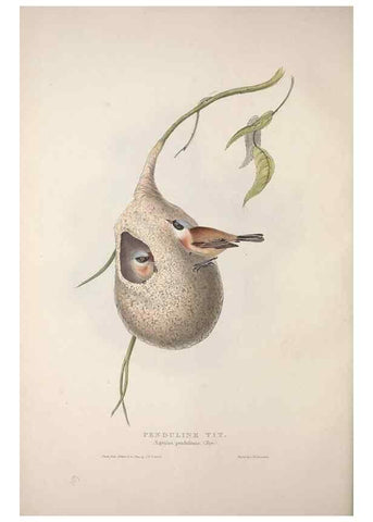 Reproducción/Reproduction 32902060658: The birds of Europe.. London,Printed by R. and J.E. Taylor, pub. by the author,1837.. 