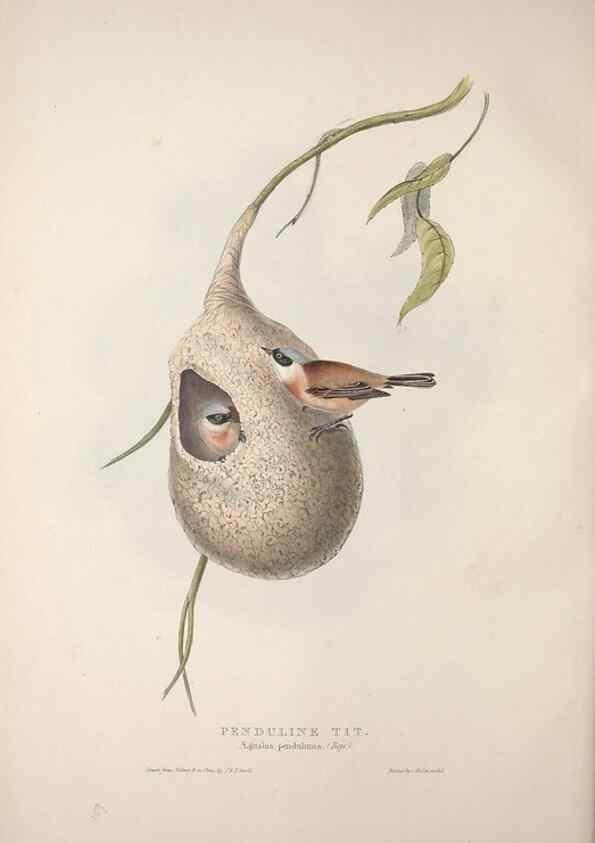 Reproducción/Reproduction 32902060658: The birds of Europe.. London,Printed by R. and J.E. Taylor, pub. by the author,1837.. 