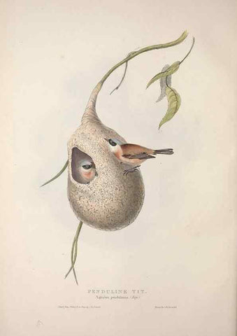 Reproducción/Reproduction 32902060658: The birds of Europe.. London,Printed by R. and J.E. Taylor, pub. by the author,1837.. 