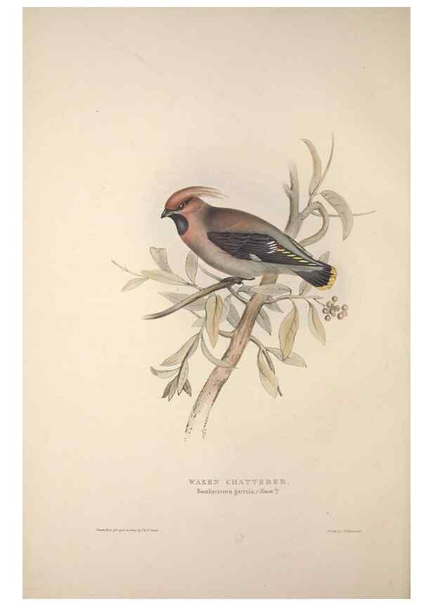 Reproducción/Reproduction 46725005402: The birds of Europe.. London,Printed by R. and J.E. Taylor, pub. by the author,1837.. 