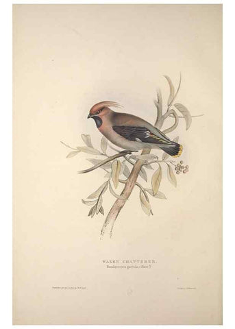 Reproducción/Reproduction 46725005402: The birds of Europe.. London,Printed by R. and J.E. Taylor, pub. by the author,1837.. 
