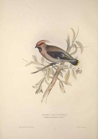 Reproducción/Reproduction 46725005402: The birds of Europe.. London,Printed by R. and J.E. Taylor, pub. by the author,1837.. 