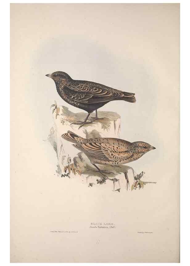 Reproducción/Reproduction 45862691025: The birds of Europe.. London,Printed by R. and J.E. Taylor, pub. by the author,1837.. 