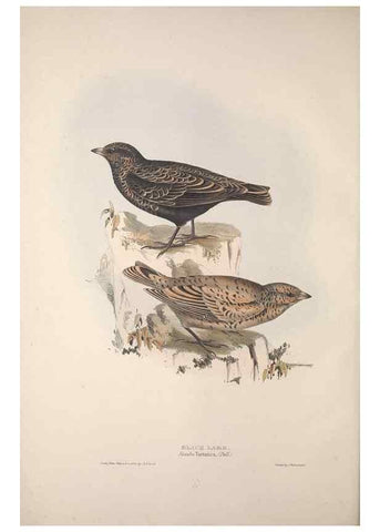 Reproducción/Reproduction 45862691025: The birds of Europe.. London,Printed by R. and J.E. Taylor, pub. by the author,1837.. 