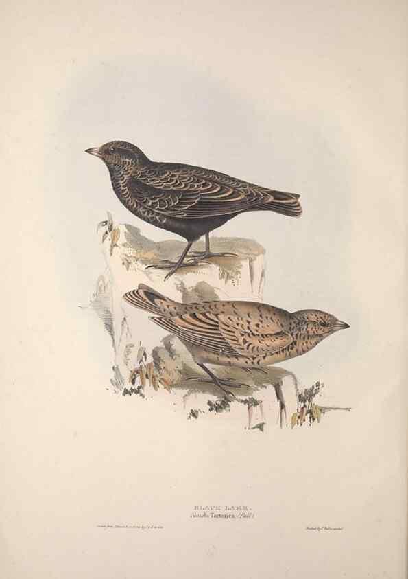 Reproducción/Reproduction 45862691025: The birds of Europe.. London,Printed by R. and J.E. Taylor, pub. by the author,1837.. 