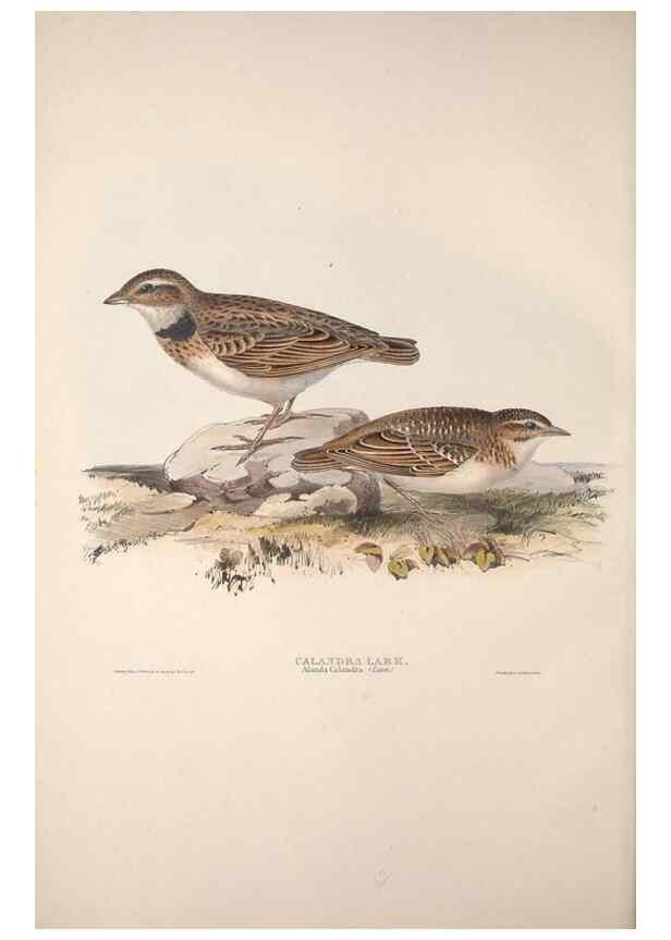Reproducción/Reproduction 32902063098: The birds of Europe.. London,Printed by R. and J.E. Taylor, pub. by the author,1837.. 