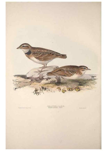 Reproducción/Reproduction 32902063098: The birds of Europe.. London,Printed by R. and J.E. Taylor, pub. by the author,1837.. 