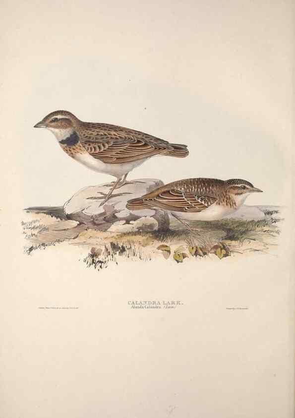 Reproducción/Reproduction 32902063098: The birds of Europe.. London,Printed by R. and J.E. Taylor, pub. by the author,1837.. 
