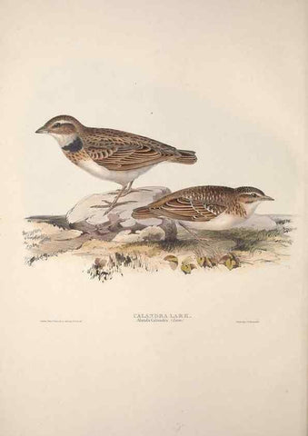 Reproducción/Reproduction 32902063098: The birds of Europe.. London,Printed by R. and J.E. Taylor, pub. by the author,1837.. 