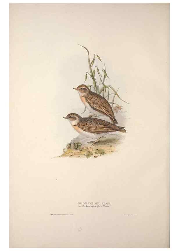 Reproducción/Reproduction 39812426113: The birds of Europe.. London,Printed by R. and J.E. Taylor, pub. by the author,1837.. 
