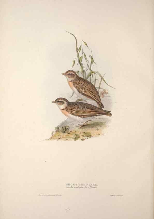 Reproducción/Reproduction 39812426113: The birds of Europe.. London,Printed by R. and J.E. Taylor, pub. by the author,1837.. 