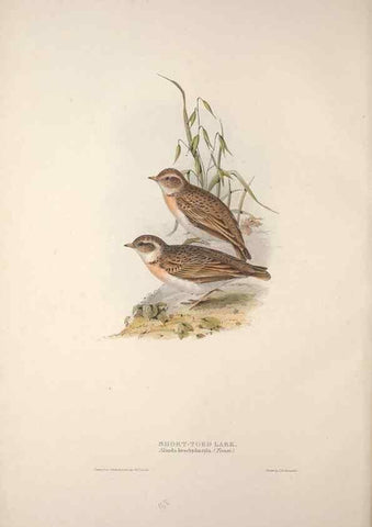 Reproducción/Reproduction 39812426113: The birds of Europe.. London,Printed by R. and J.E. Taylor, pub. by the author,1837.. 