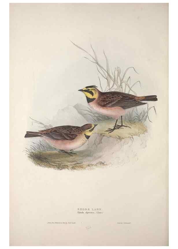 Reproducción/Reproduction 46777771371: The birds of Europe.. London,Printed by R. and J.E. Taylor, pub. by the author,1837.. 