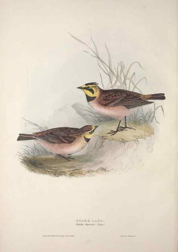Reproducción/Reproduction 46777771371: The birds of Europe.. London,Printed by R. and J.E. Taylor, pub. by the author,1837.. 