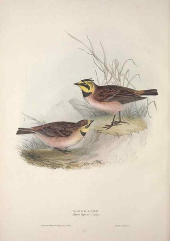Reproducción/Reproduction 46777771371: The birds of Europe.. London,Printed by R. and J.E. Taylor, pub. by the author,1837.. 