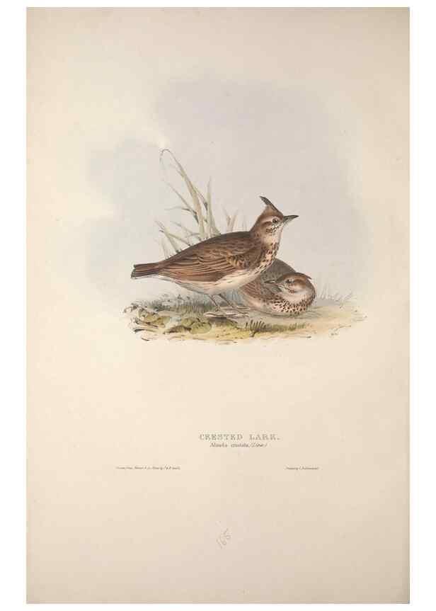 Reproducción/Reproduction 39812428033: The birds of Europe.. London,Printed by R. and J.E. Taylor, pub. by the author,1837.. 