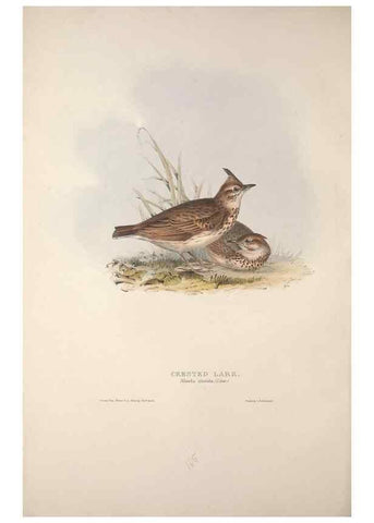 Reproducción/Reproduction 39812428033: The birds of Europe.. London,Printed by R. and J.E. Taylor, pub. by the author,1837.. 