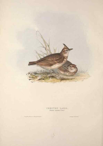 Reproducción/Reproduction 39812428033: The birds of Europe.. London,Printed by R. and J.E. Taylor, pub. by the author,1837.. 