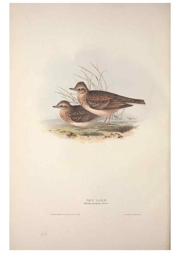 Reproducción/Reproduction 39812429043: The birds of Europe.. London,Printed by R. and J.E. Taylor, pub. by the author,1837.. 