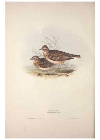 Reproducción/Reproduction 39812429043: The birds of Europe.. London,Printed by R. and J.E. Taylor, pub. by the author,1837.. 