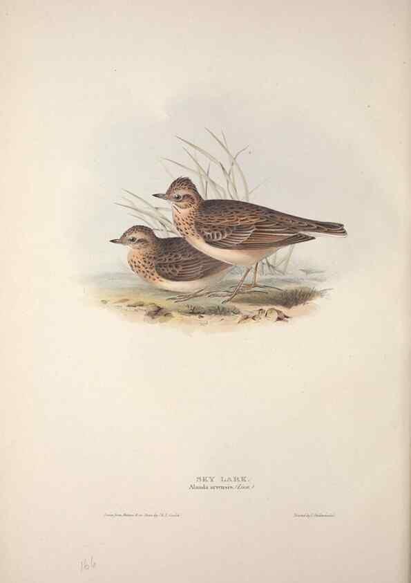 Reproducción/Reproduction 39812429043: The birds of Europe.. London,Printed by R. and J.E. Taylor, pub. by the author,1837.. 