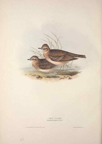 Reproducción/Reproduction 39812429043: The birds of Europe.. London,Printed by R. and J.E. Taylor, pub. by the author,1837.. 