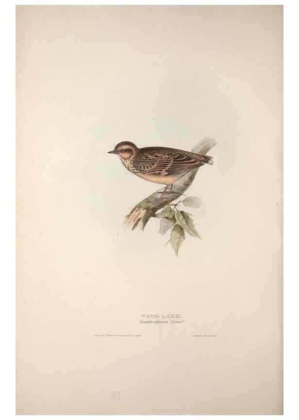 Reproducción/Reproduction 46052623684: The birds of Europe.. London,Printed by R. and J.E. Taylor, pub. by the author,1837.. 