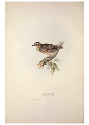 Reproducción/Reproduction 46052623684: The birds of Europe.. London,Printed by R. and J.E. Taylor, pub. by the author,1837.. 