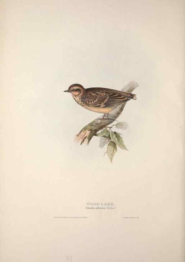 Reproducción/Reproduction 46052623684: The birds of Europe.. London,Printed by R. and J.E. Taylor, pub. by the author,1837.. 