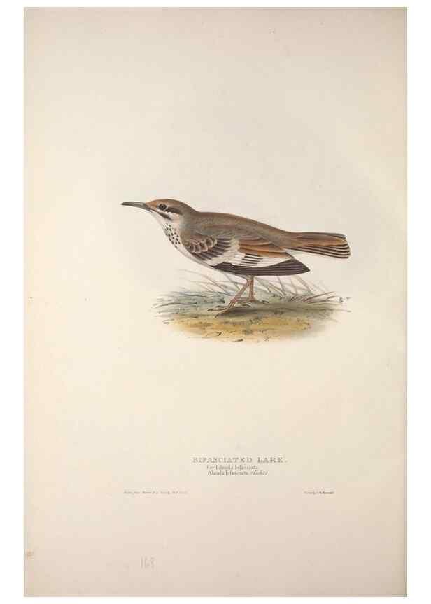 Reproducción/Reproduction 32902067188: The birds of Europe.. London,Printed by R. and J.E. Taylor, pub. by the author,1837.. 