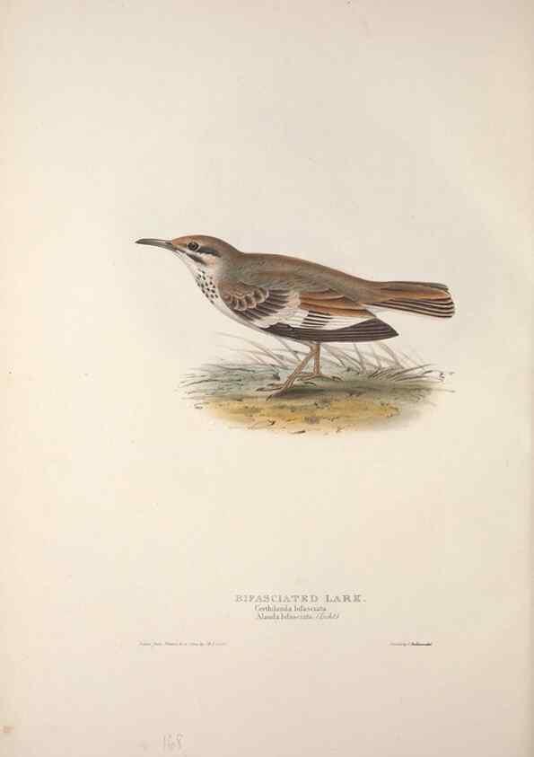 Reproducción/Reproduction 32902067188: The birds of Europe.. London,Printed by R. and J.E. Taylor, pub. by the author,1837.. 