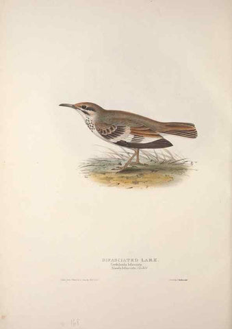 Reproducción/Reproduction 32902067188: The birds of Europe.. London,Printed by R. and J.E. Taylor, pub. by the author,1837.. 