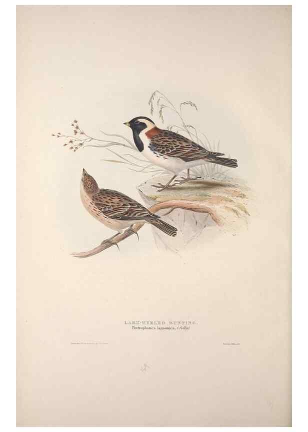 Reproducción/Reproduction 46725016492: The birds of Europe.. London,Printed by R. and J.E. Taylor, pub. by the author,1837.. 