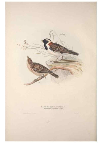Reproducción/Reproduction 46725016492: The birds of Europe.. London,Printed by R. and J.E. Taylor, pub. by the author,1837.. 