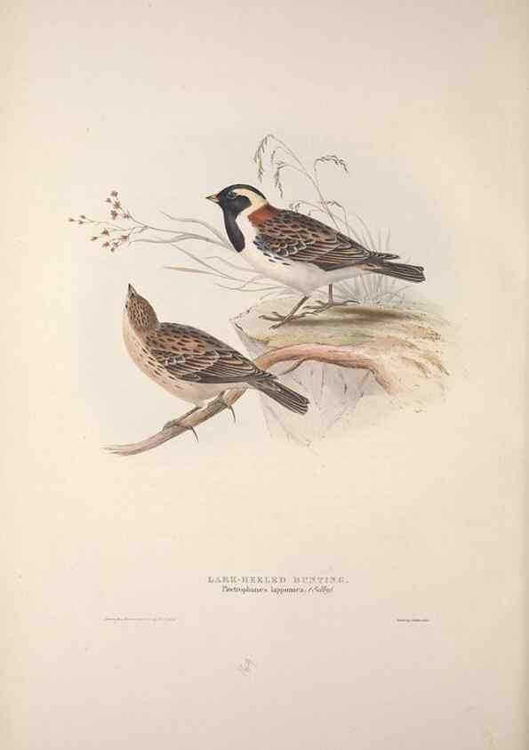 Reproducción/Reproduction 46725016492: The birds of Europe.. London,Printed by R. and J.E. Taylor, pub. by the author,1837.. 