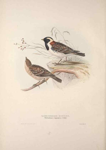 Reproducción/Reproduction 46725016492: The birds of Europe.. London,Printed by R. and J.E. Taylor, pub. by the author,1837.. 