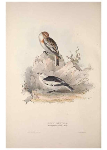 Reproducción/Reproduction 32902130298: The birds of Europe.. London,Printed by R. and J.E. Taylor, pub. by the author,1837.. 