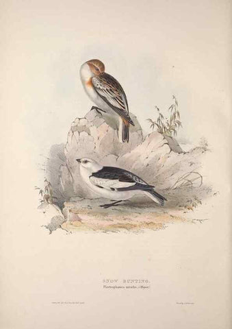 Reproducción/Reproduction 32902130298: The birds of Europe.. London,Printed by R. and J.E. Taylor, pub. by the author,1837.. 